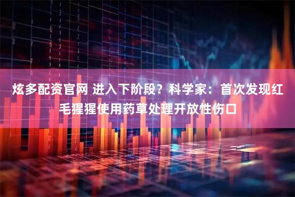炫多配资官网 进入下阶段？科学家：首次发现红毛猩猩使用药草处理开放性伤口