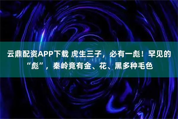 云鼎配资APP下载 虎生三子，必有一彪！罕见的“彪”，秦岭竟有金、花、黑多种毛色