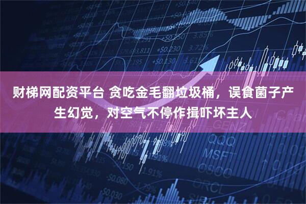 财梯网配资平台 贪吃金毛翻垃圾桶，误食菌子产生幻觉，对空气不停作揖吓坏主人